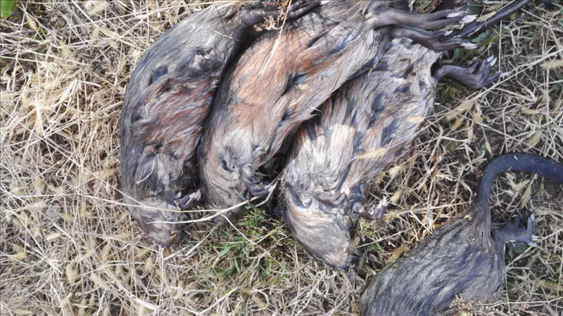 水老鼠也叫水耗子,因湿地保护区的地笼网而死去,根据皮毛的质量每只能