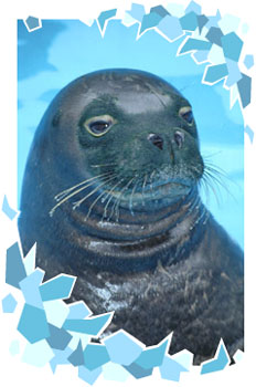 spotted seal1.jpg