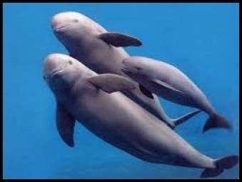 Yangtze finless porpoises. Chinese Academy of Sciences image).jpg