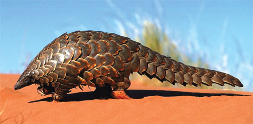 The critically endangered pangolin is hunted, traded and killed for its scales and meat. Provided to China Daily.jpeg