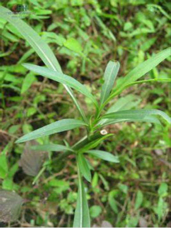 其实钻叶紫菀为菊科,紫菀属,一年生草本植物,高55-85 cm;茎上部有分枝