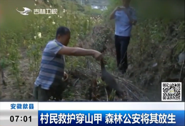 2. The pangolin was sent back to its habitat. Source from CCTV.png