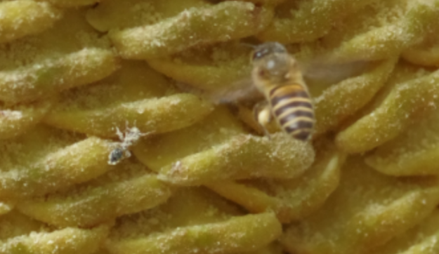 蚂蚁和蜜蜂吸食花粉.png