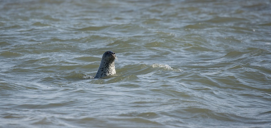 图片2：斑海豹·.jpg