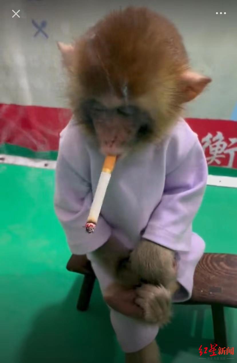 1.引发争议的“猴子抽烟”视频。.jpg