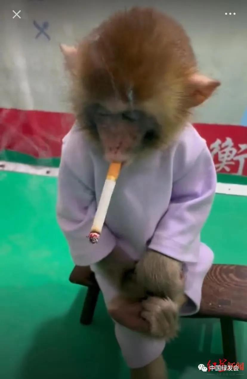 猴子抽烟.jpg