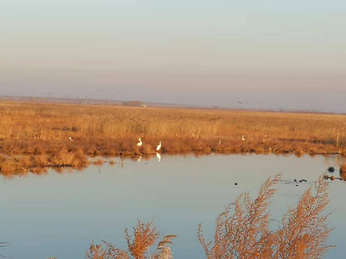 水曲柳保护地风光：停留的雁鸭在喝水.png