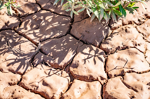 非洲因气候变化而日趋严重的旱灾.图源:kobusinge rose.png