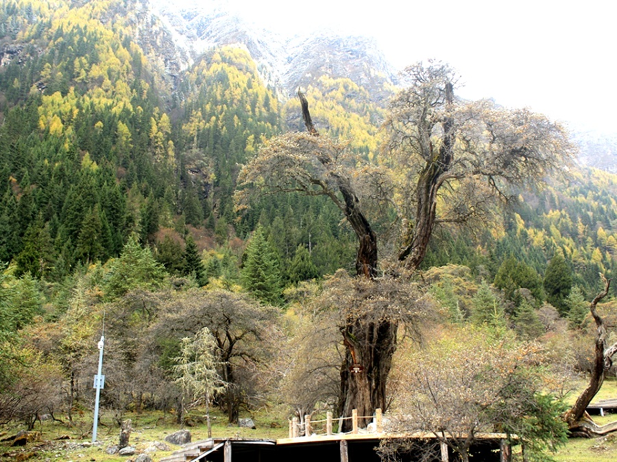 最大树龄的中国沙棘大树-221年  图源-吕荣森..jpg