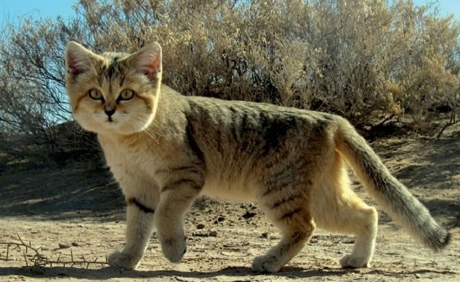 沙丘猫：最小的猫科动物之一1.png