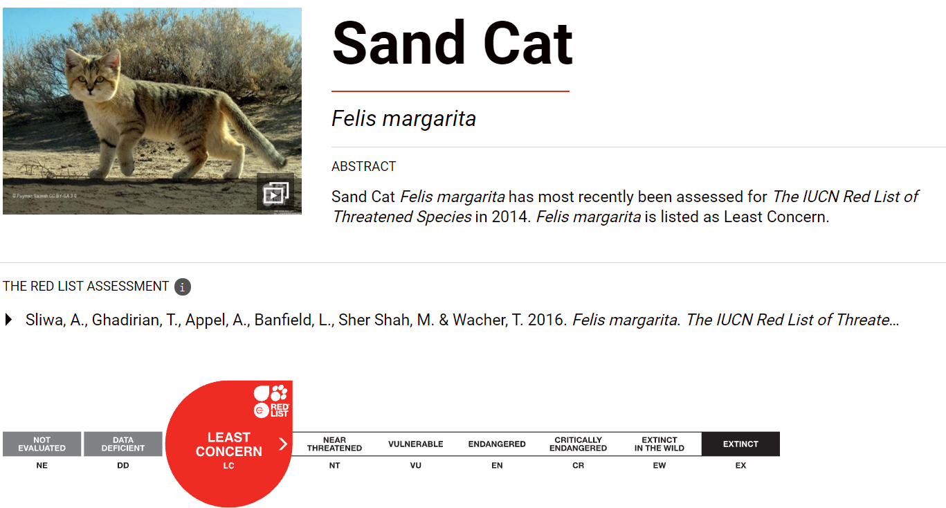 沙丘猫：最小的猫科动物之一3.png
