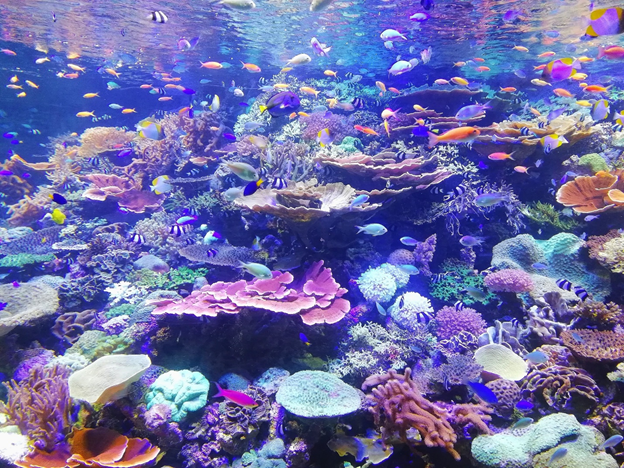 保护珊瑚礁连通性是环保工作的重点.png