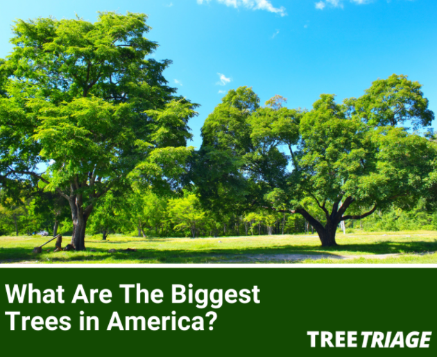 美国最大的树是什么？绿会全球生物多样性治理讯.png