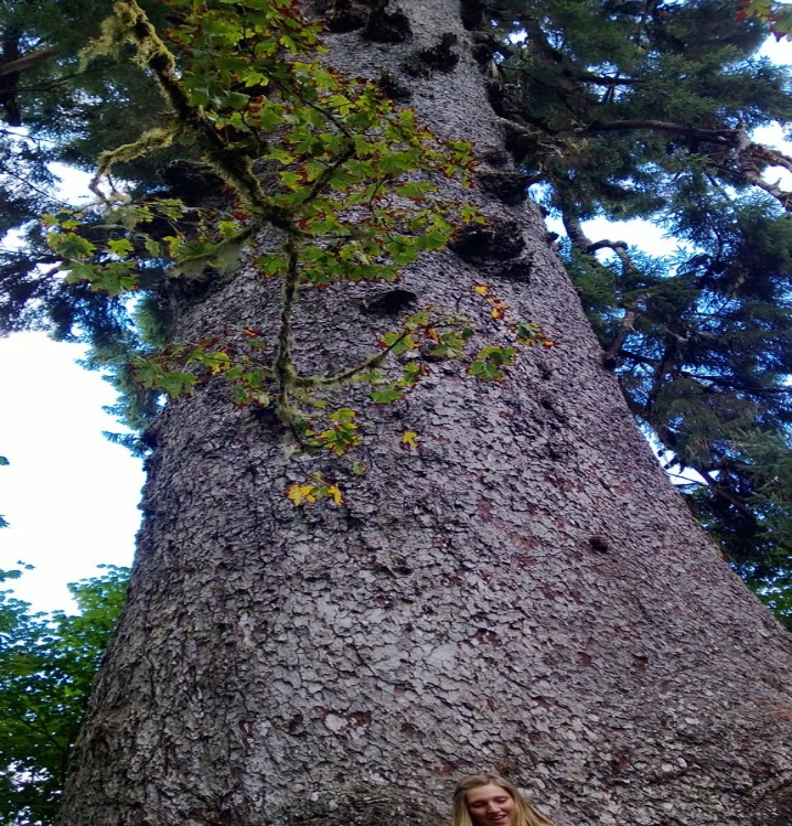 美国最大的树是什么？绿会全球生物多样性治理讯5·.jpg