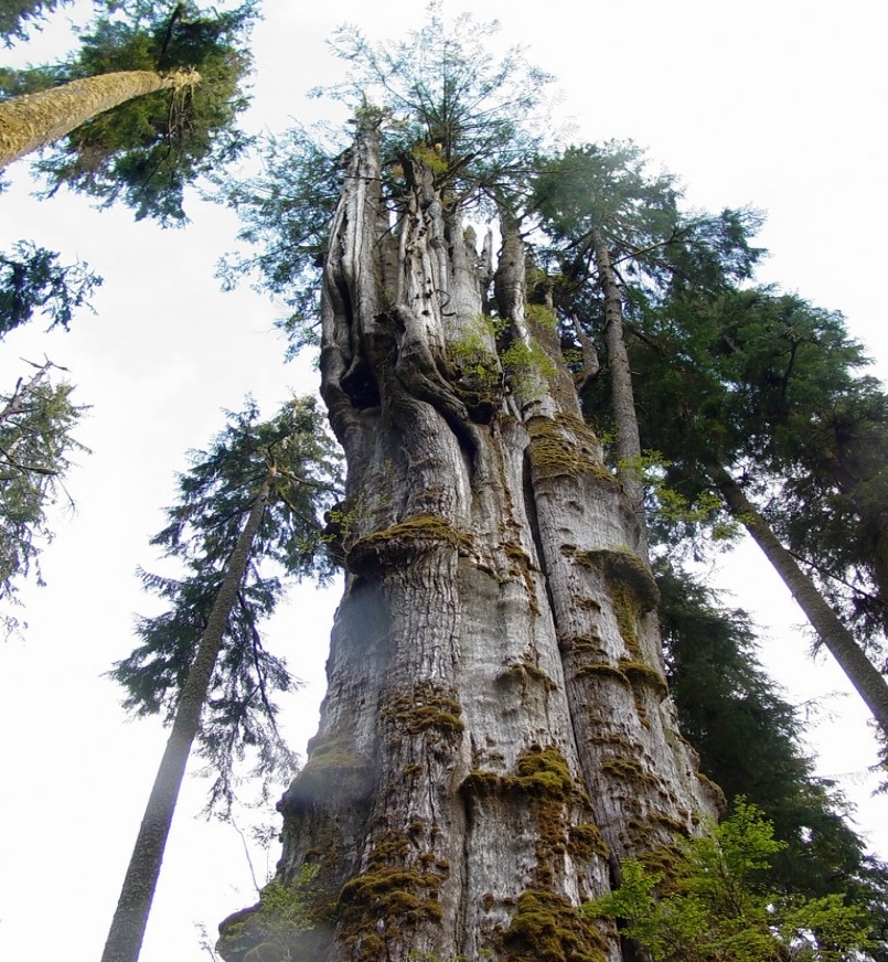 美国最大的树是什么？绿会全球生物多样性治理讯6·.jpg