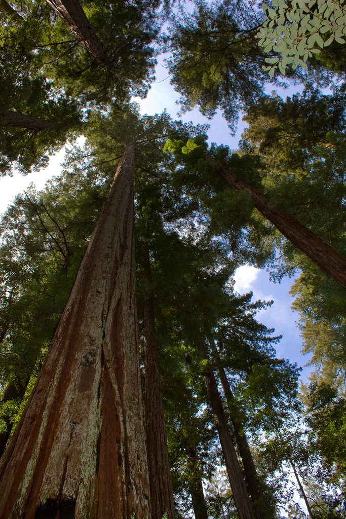 美国最大的树是什么？绿会全球生物多样性治理讯8·.jpg