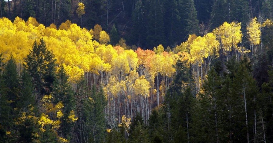 美国最大的树是什么？绿会全球生物多样性治理讯9·.jpg