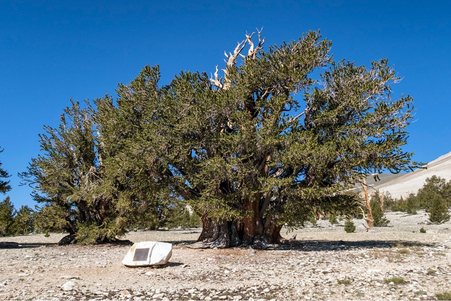 美国最大的树是什么？绿会全球生物多样性治理讯11·.jpg