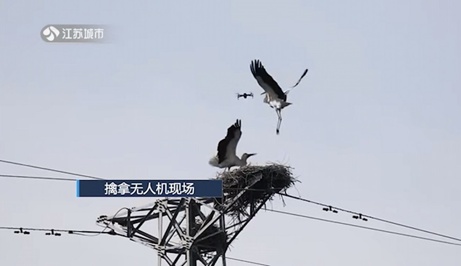 输电铁塔上发现东方白鹳鸟巢，该怎么做？1·.jpg