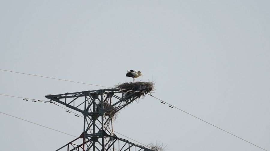 输电铁塔上发现东方白鹳鸟巢，该怎么做？8·.jpg