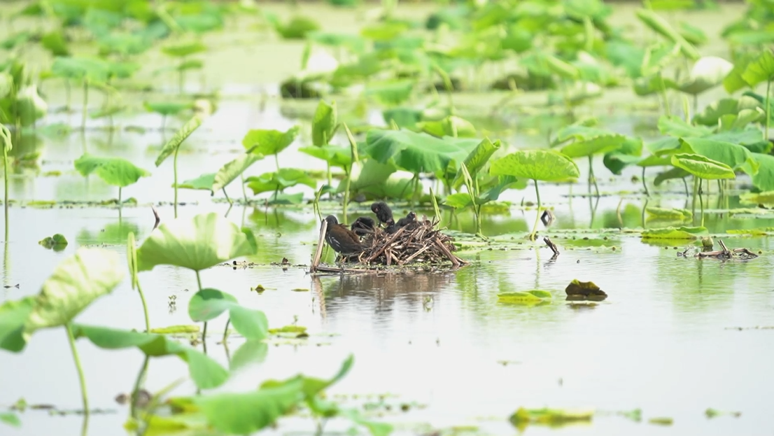 国际湿地公约致信绿会国际部：COP14筹备工作正紧密锣鼓进行！1.png