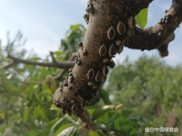 王延静：利用生物多样性防治害虫是可行的｜邻里生物多样性保护案例