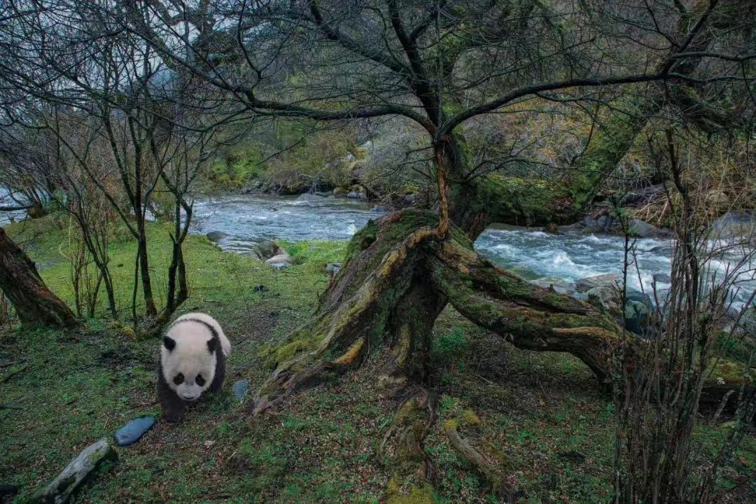 中国绿发会推出“大熊猫-万物和谐家园”数字藏品！2.png