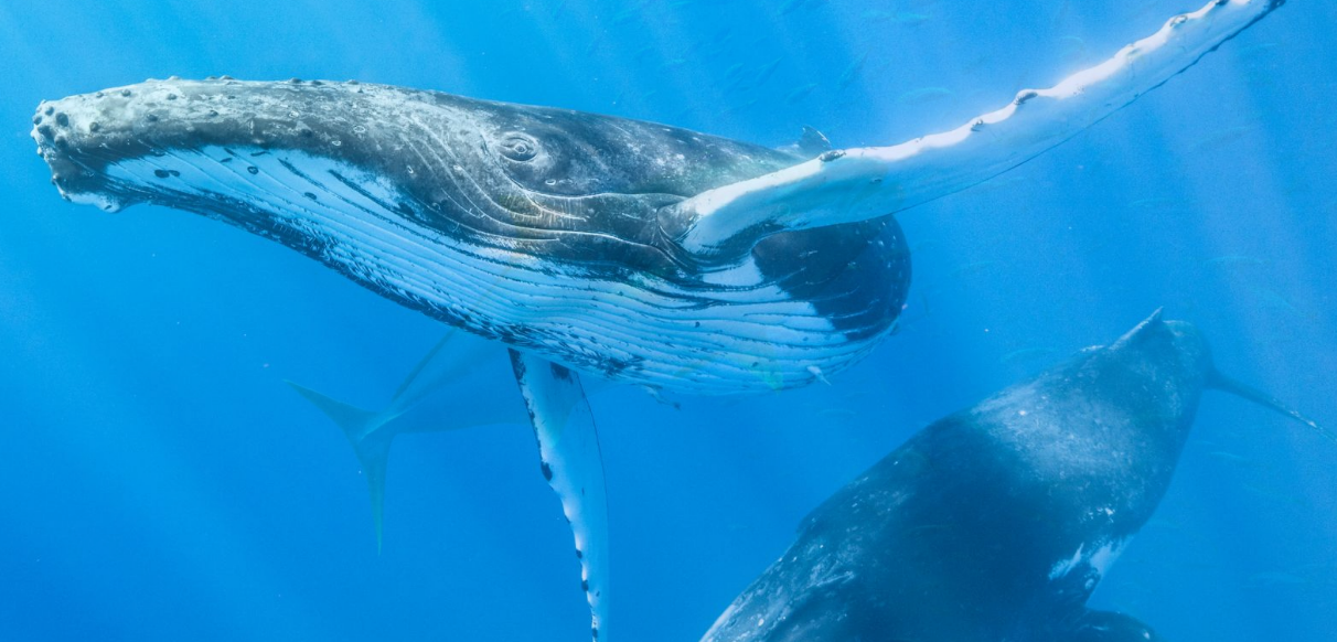 IUCN发布重磅文章——聚焦公海生物多样性条约（1）4.png