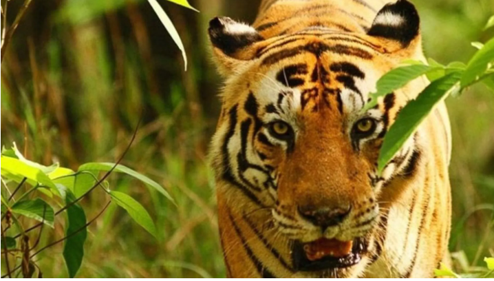 第二届保护老虎国际论坛于9月5日召开2.png