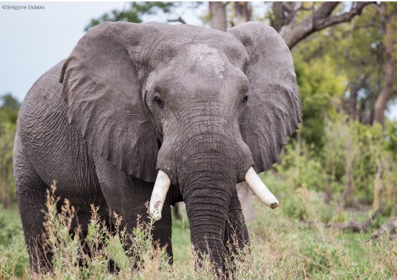 南非重申打击大象偷猎的承诺3·.jpg