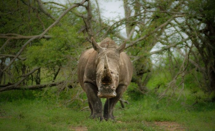 南非的一名犀牛盗猎者被判处52年监禁.png