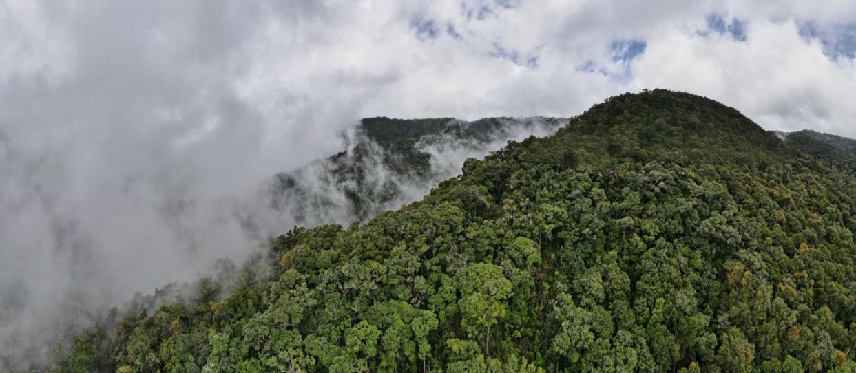 IUCN将领导中美洲的全球环境基金森林保护旗舰计划.png