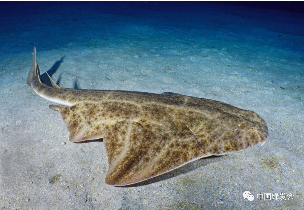 《保护洄游鲨鱼谅解备忘录》第四次签署国会议将于2023年2月28日至3月2日在波恩举行1.png