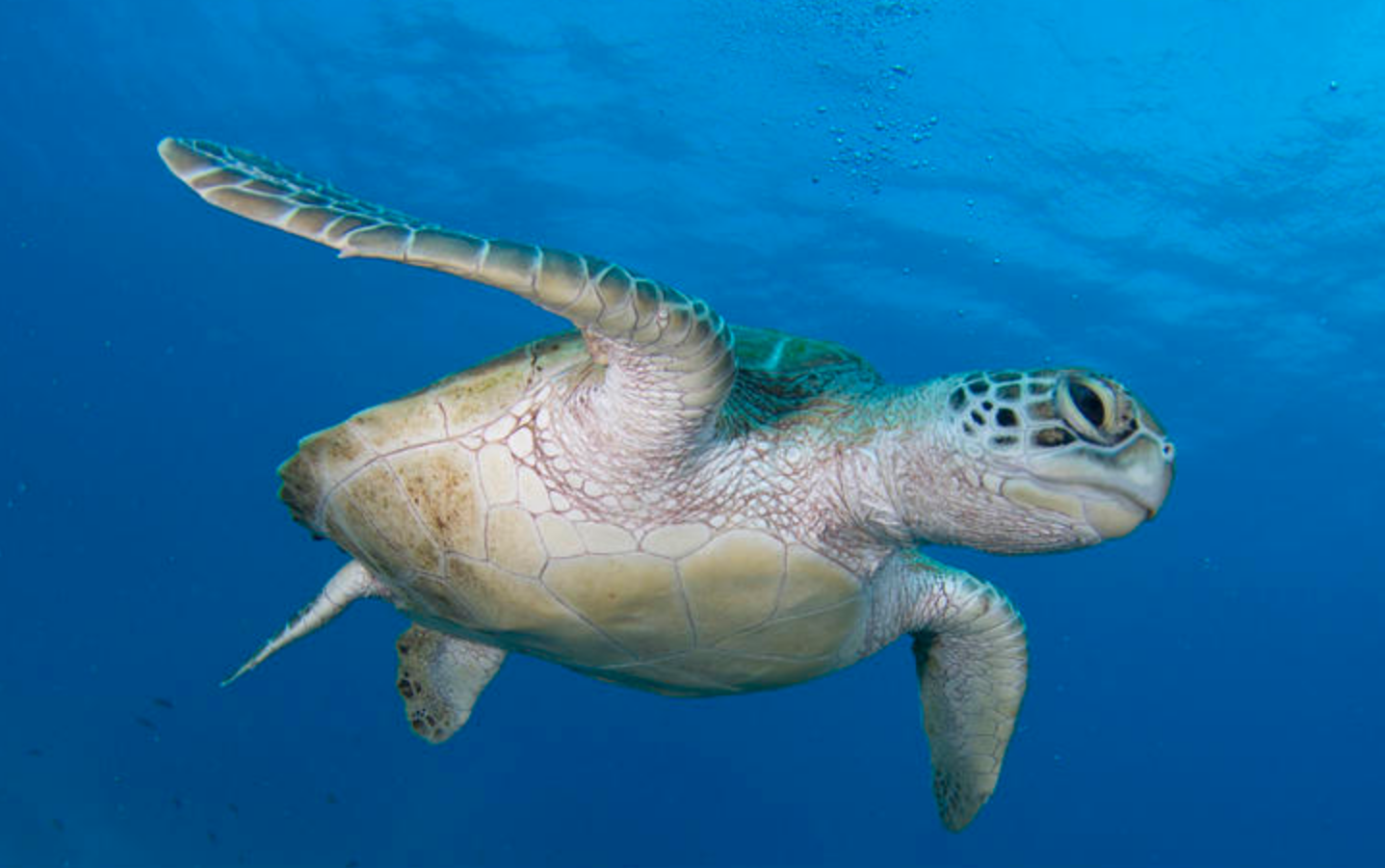北印度洋海龟工作组第四次会议将于2023年3月7日至9日召开.png