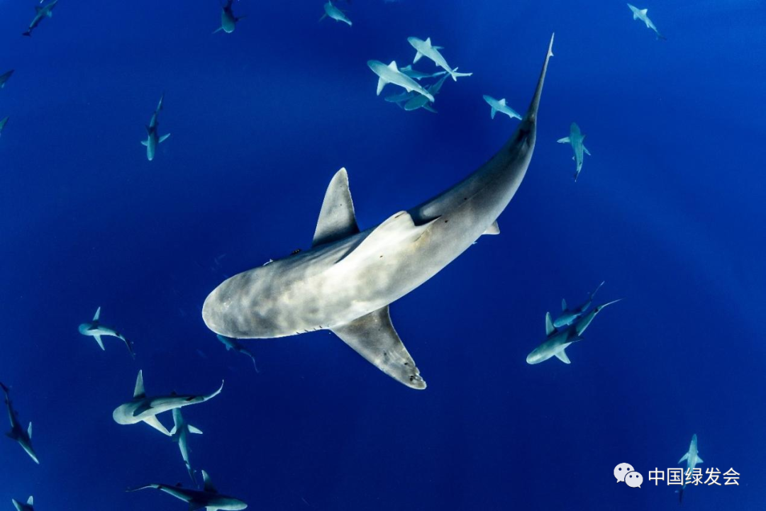 鲨鱼、鳐鱼和银鲛类物种的新希望：重要的鲨鱼和鳐鱼区域 (ISRA).png