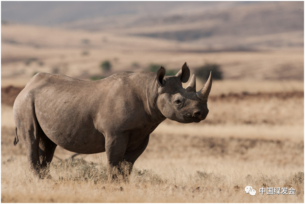 IUCN发布新报告：犀牛偷猎和非法贸易下降，但仍存在重大威胁1.png