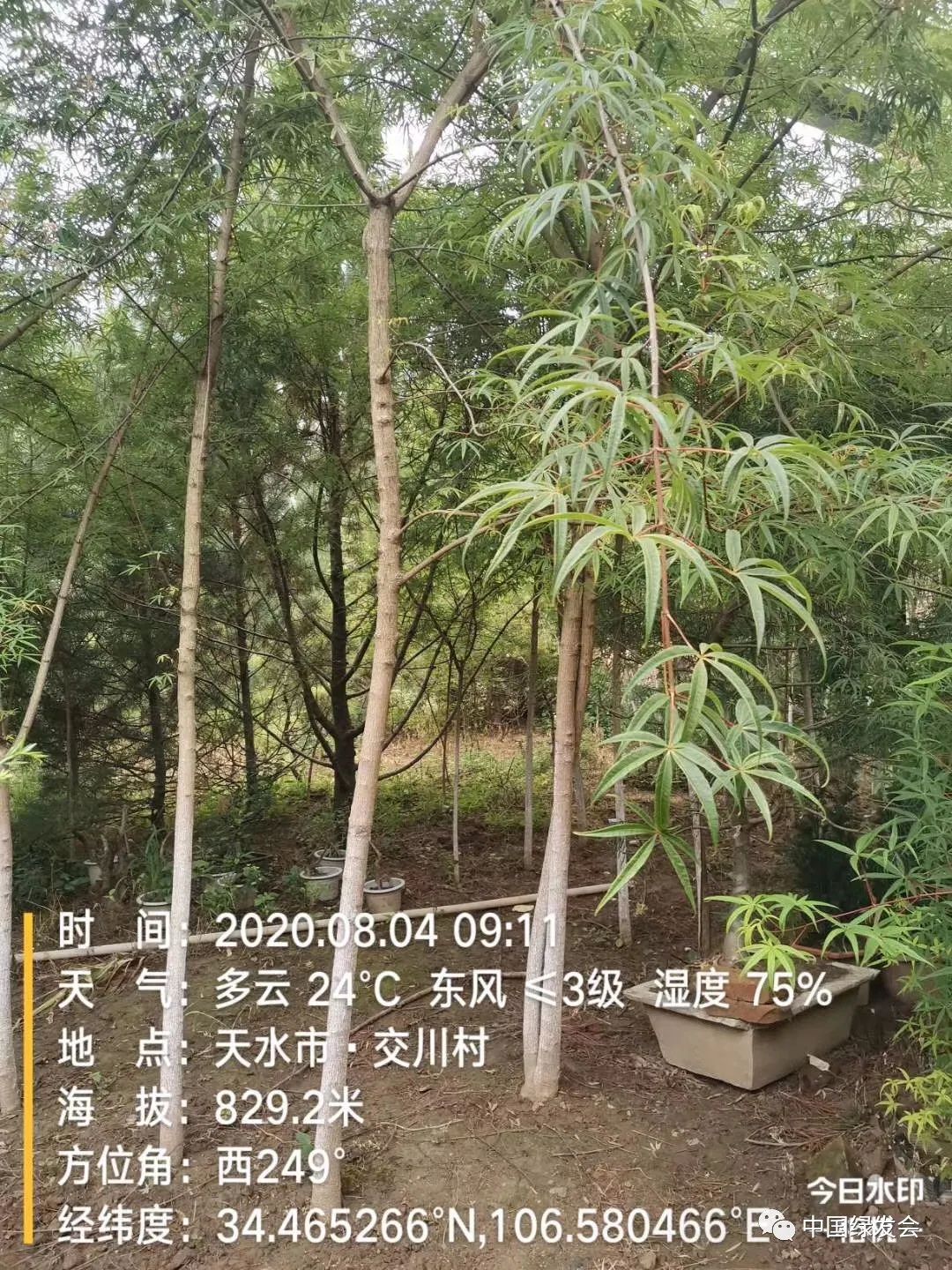 水电工程VS五小叶槭保护：绿水青山要放首位2.jpg