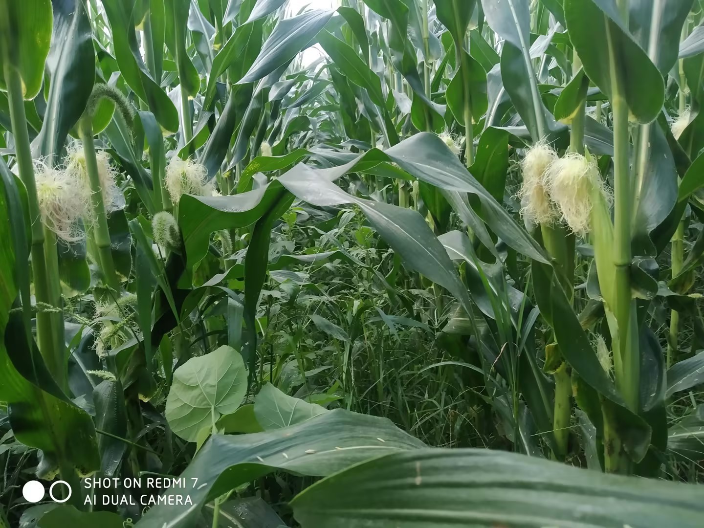 2023年山东旱季下的农民创新玉米种植模式2.jpg