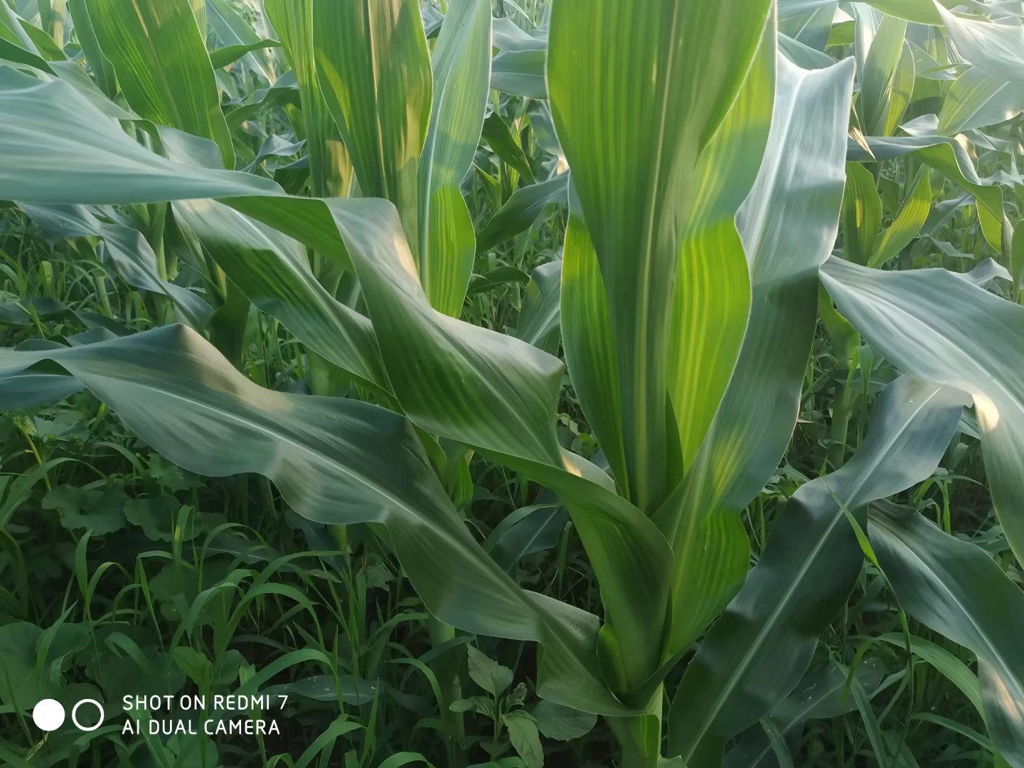 2023年山东旱季下的农民创新玉米种植模式4.jpg