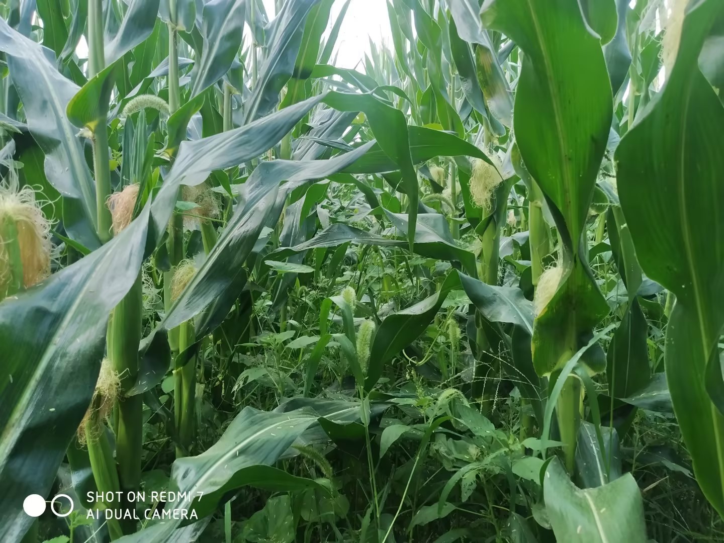 2023年山东旱季下的农民创新玉米种植模式5.jpg