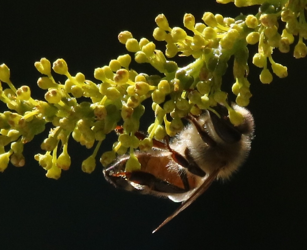 中华蜂对于人类自然栖息地的价值.jpg