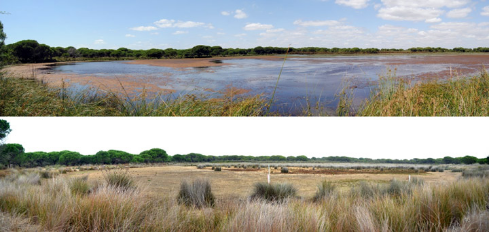 逐渐消失的宝藏：多尼亚纳国家公园湿地面临干涸3.png