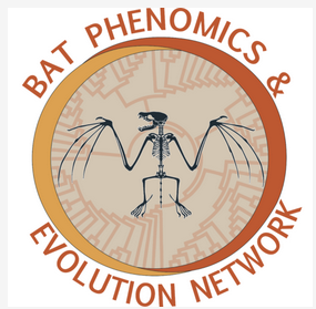 蝙蝠外貌和进化网络（BPEN）简介.png