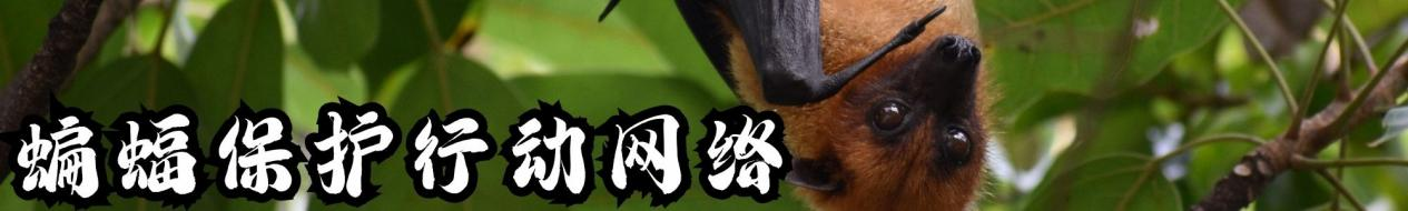 中国绿发会国际部与国际蝙蝠保护组织召开会议，探讨蝙蝠保护1.png