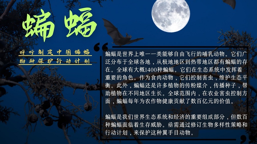 中国绿发会国际部与国际蝙蝠保护组织召开会议，探讨蝙蝠保护4·.jpg