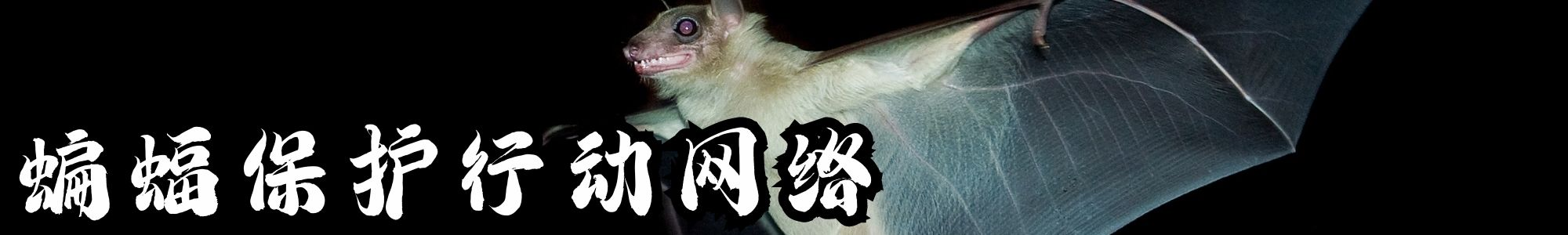 中国绿发会国际部与国际蝙蝠保护组织召开会议，探讨蝙蝠保护3.png