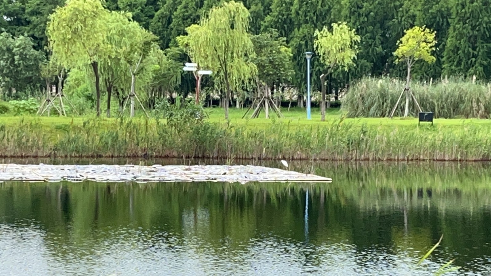 周晋峰调研上海鹦鹉洲生态湿地10.jpg